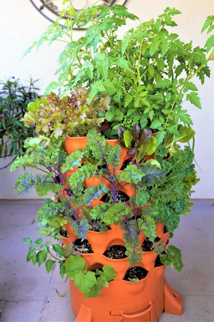 Organic Patio Garden in 4 square feet